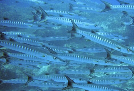 Zackenbarsch angeln am roten Meer Zackenbarsch angeln am Roten Meer ist ein echtes Highlight für Angler in Hurghada. Die kräftigen, kampfstarken Fische gehören zu den begehrtesten Arten der Region. Mit RedSea-Fishing.com hast du die Chance, an den besten Spots auf Grouper (Zackenbarsch) zu angeln – perfekt beim Tiefseeangeln (Deep Sea Fishing) oder beim Grundangeln. Unsere erfahrenen Guides zeigen dir die richtigen Techniken und führen dich zu den Hotspots, wo die großen Brocken warten.<br />